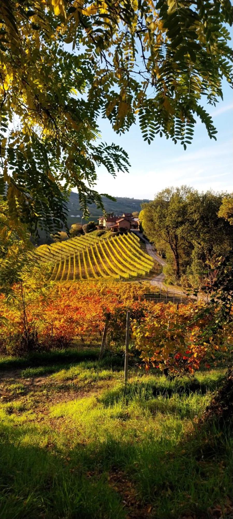 Bed & Breakfast Tenuta Montanello *