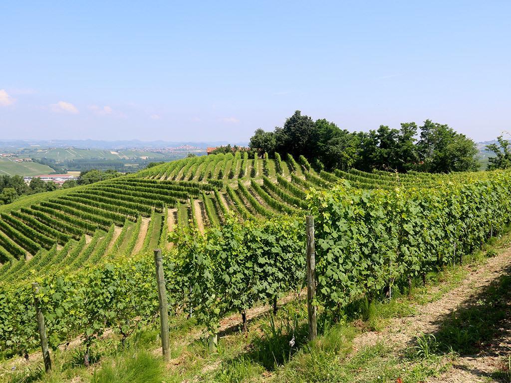 Tenuta Montanello