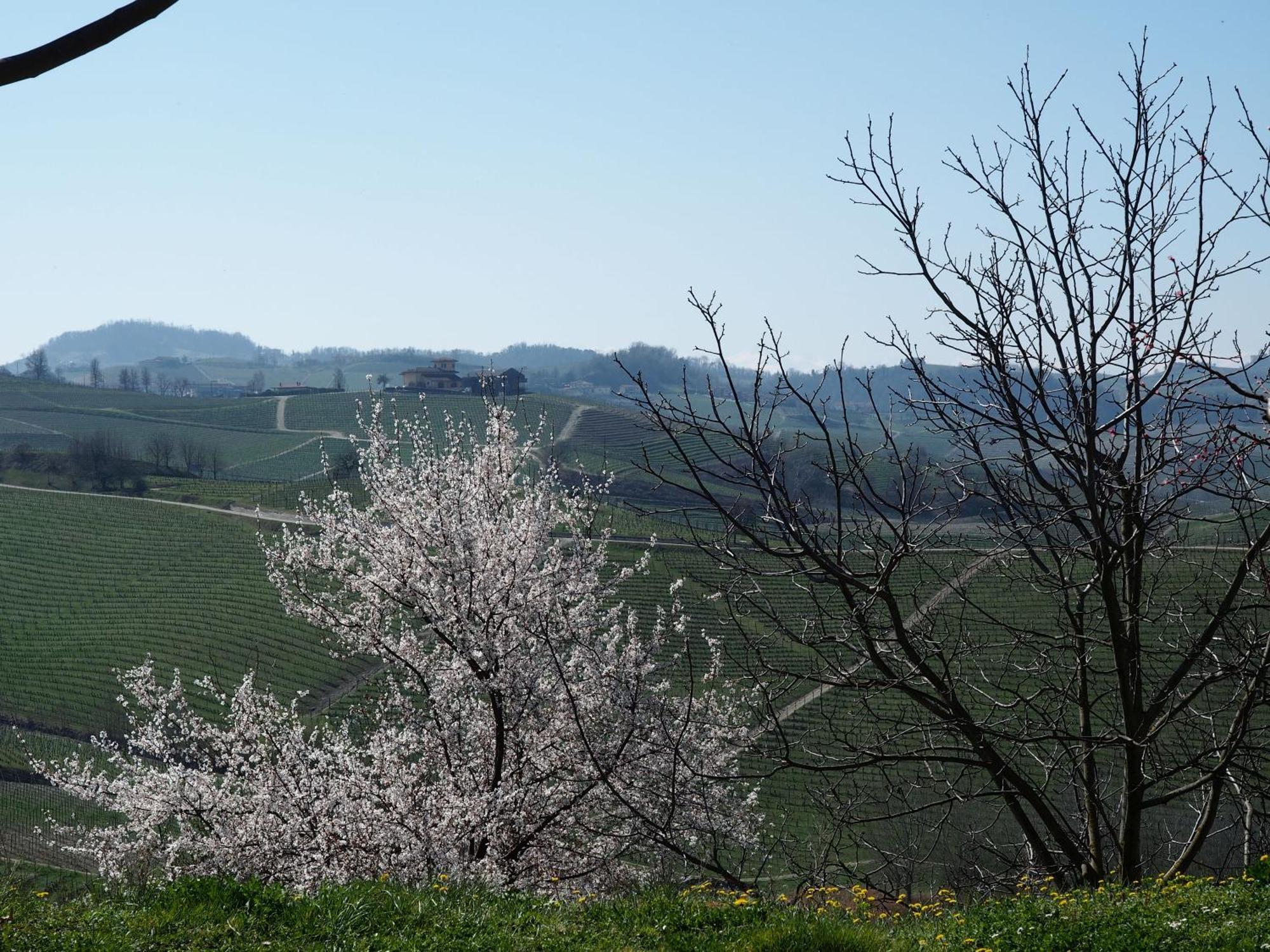 Tenuta Montanello *