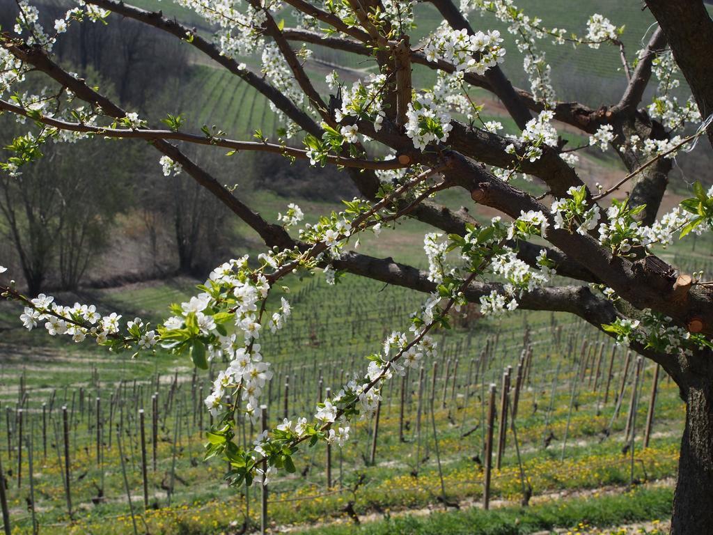 Tenuta Montanello Bed & Breakfast